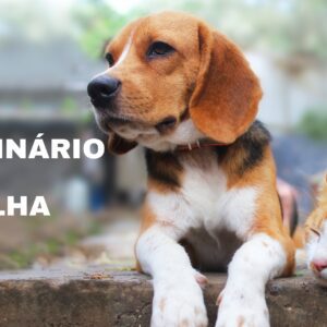 CALOR INTENSO – CUIDADOS A TER COM O SEU ANIMAL DE ESTIMAÇÃO